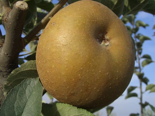 Melo - Renetta Rugginosa antica varietà